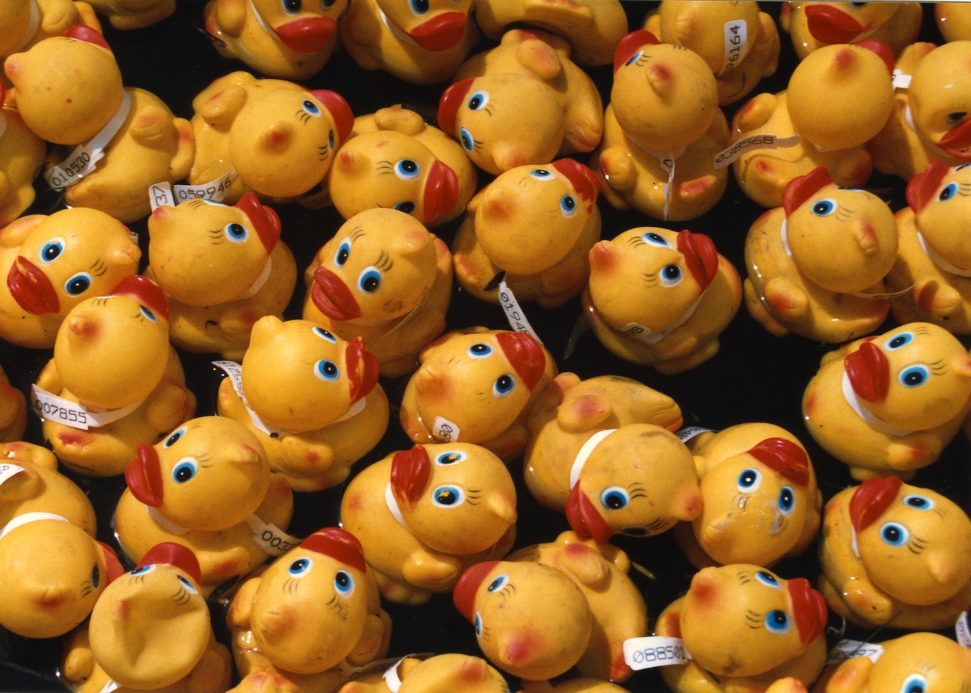 Ducks